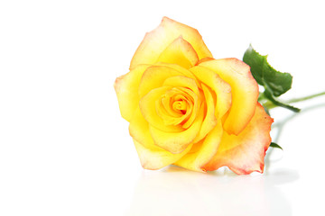 Beautiful rose isolated on white