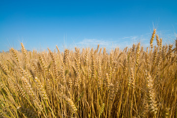 wheat field