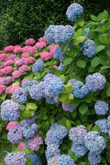 hortensia bloemen