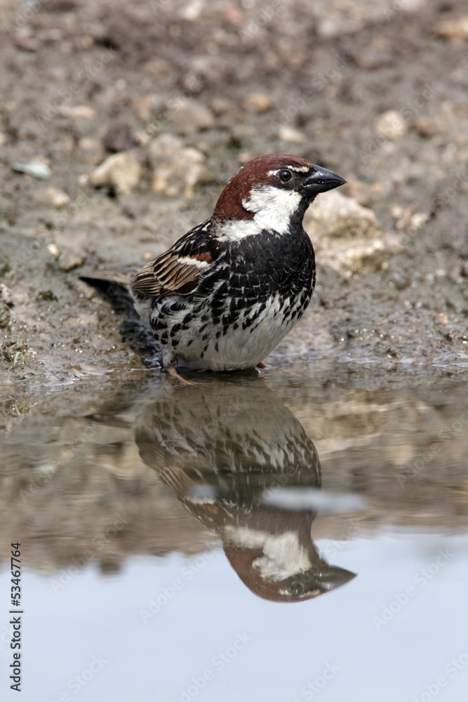 Poster Spanish sparrow, Passer hispaniolensis, male