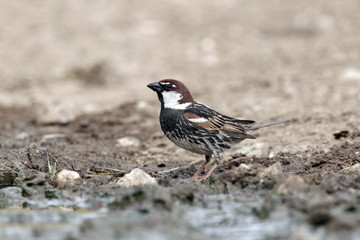 Spanish sparrow, Passer hispaniolensis,  male