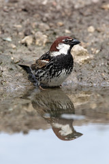 Spanish sparrow, Passer hispaniolensis, male