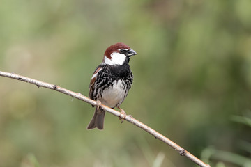 Spanish sparrow, Passer hispaniolensis, male