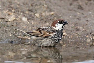 Spanish sparrow, Passer hispaniolensis, male