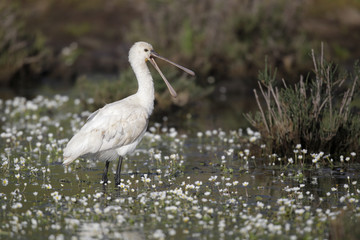 Spoonbill, Platalea leucorodia
