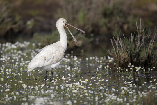 Spoonbill, Platalea Leucorodia