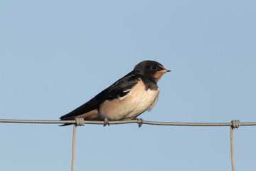 Swallow, Hirundo rustica