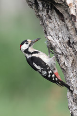Syrian woodpecker, Dendrocopos syriacus, male
