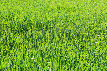 Spring Field of green Barley