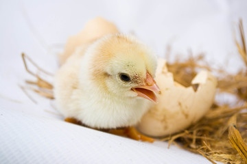 Chicks hatched from eggs