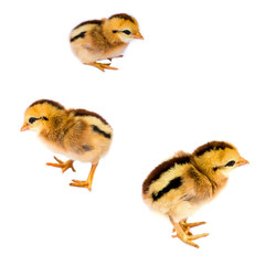 Collection of chicks