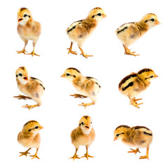 Collection of chicks