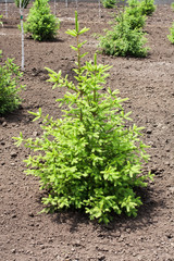 spruce trees