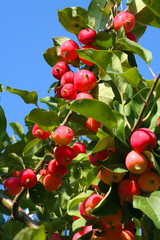 Apples on the tree