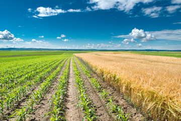 Fototapeta na wymiar kukurydzy i pszenicy