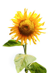 Obraz premium Beautiful sunflowers