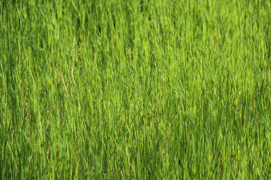 Background - high green grass in sunlight