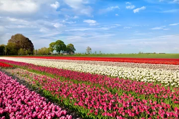 Poster de jardin Tulipe champs de tulipes colorées à Alkmaar