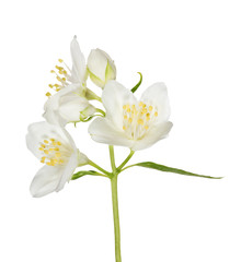 three white jasmine flowers on branch