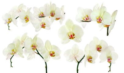 set of isolated yellow orchids