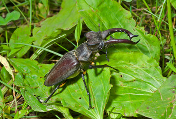 Male of stag-beetle 9