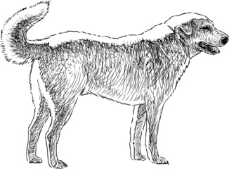 sketch of the dog