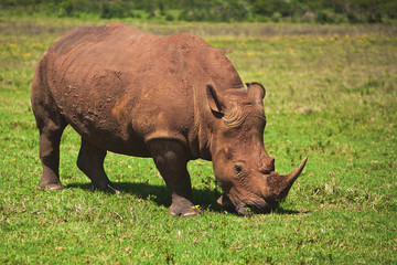 Obraz premium Rhino Eating Grass