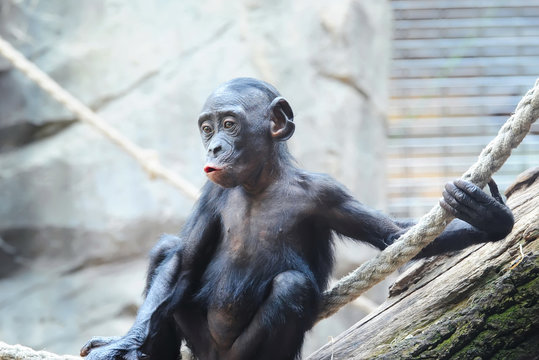 Cute baby Chimpanzee