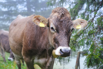 Alpine cow