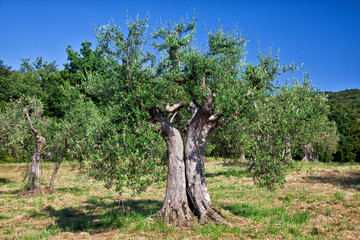 Fototapeta na wymiar olive tree