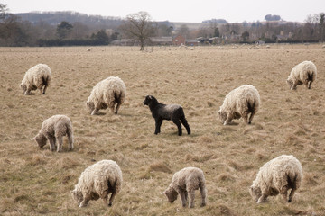 Black Sheep of the Family