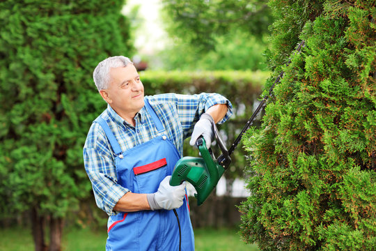 Man trimming a tree in a garden