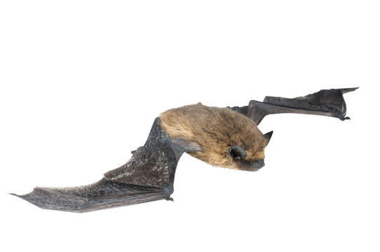 isolated bat with wings on white background
