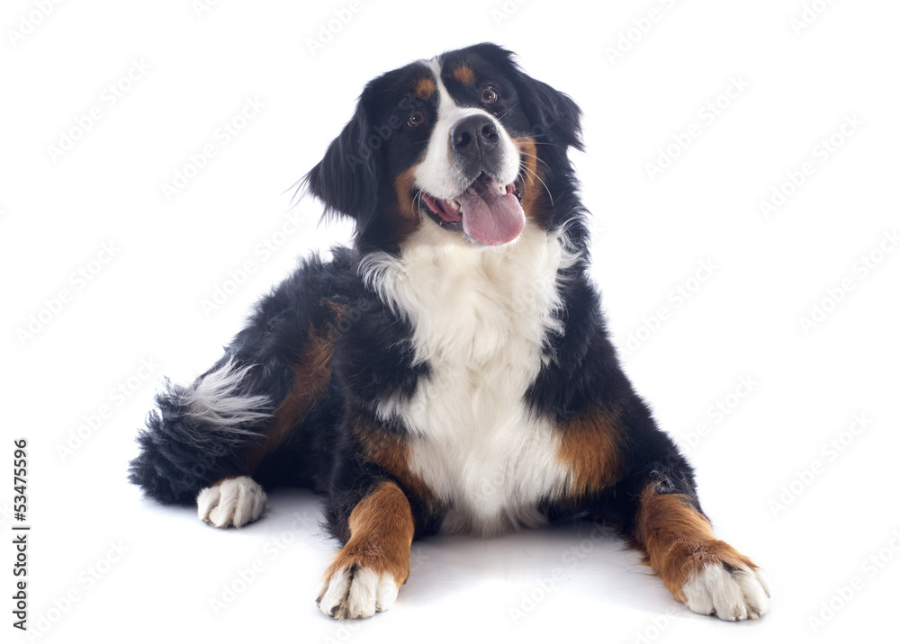 Wall mural bernese moutain dog