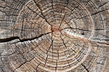 Fototapeta premium wooden texture