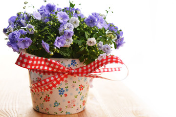 campanula flowers