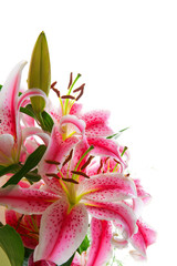 Fototapeta na wymiar Image of pink stargazer lily, isolated on white. 