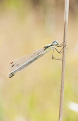 Dragonfly or damselfly on a plant