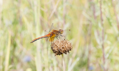 Dragonfly on a plant
