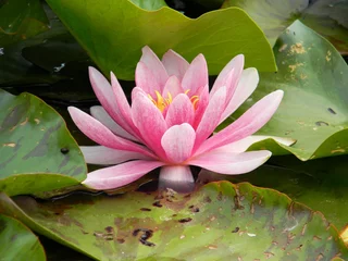 Photo sur Plexiglas Nénuphars pink water lily detail