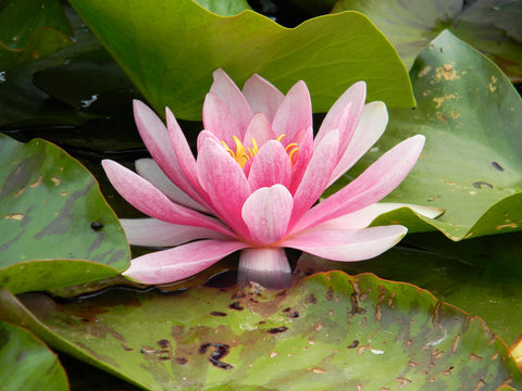 pink water lily detail