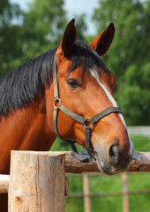 Beautiful sorrel horse