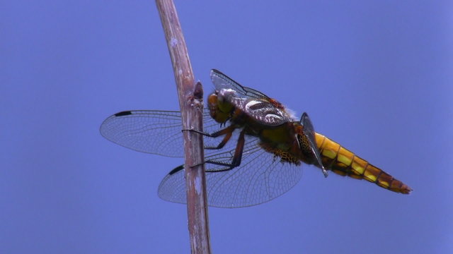 Dragonfly isolated on blue flies away