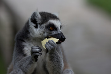 Affe