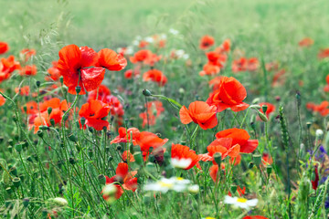 Blossom poppy flowers on the meadow