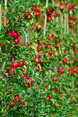 Farm of tasty red apples on the trees