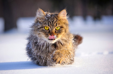 Fototapeta premium cat in winter