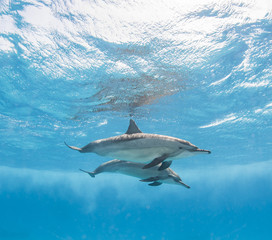 Paire de dauphins à long bec sous l& 39 eau