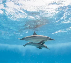 Tableaux ronds sur plexiglas Anti-reflet Dauphin Paire de dauphins à long bec sous l& 39 eau