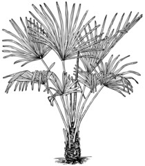 Naklejka premium Plant Trachycarpus fortunei (Windmill Palm)